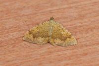 Camptogramma bilineata