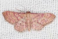 Idaea rhodogrammaria