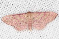 Idaea rhodogrammaria