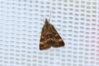 Pyrausta despicata