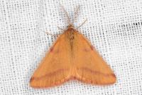 Lythria purpuraria