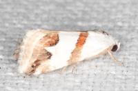 Eublemma candidana