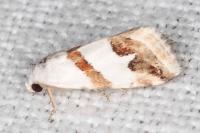 Eublemma candidana