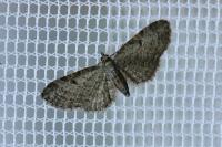 Eupithecia tenuiata