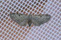 Eupithecia tenuiata