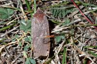 Noctua pronuba