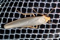 Eilema caniola