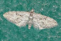 Eupithecia oxycedrata