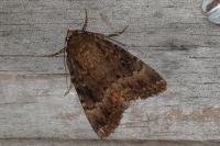 Amphipyra pyramidea