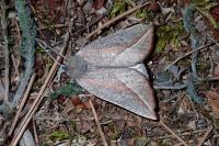 Compsoptera opacaria