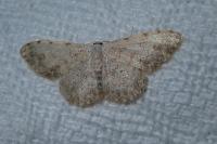 Scopula submutata roseonitens