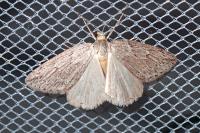 Pachycnemia hippocastanaria hippocastanaria
