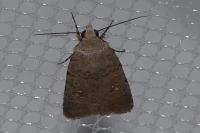 Caradrina