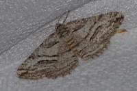 Calamodes occitanaria