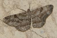 Peribatodes rhomboidaria rhomboidaria