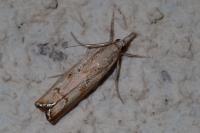 Agriphila geniculea