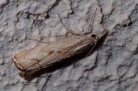 Agriphila geniculea