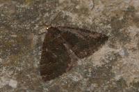 Larentia malvata