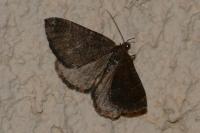 Larentia malvata