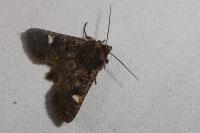 Dryobota labecula