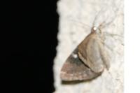 Larentia malvata