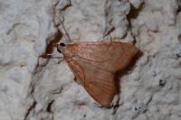 Anania testacealis
