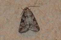 Stilbia philopalis
