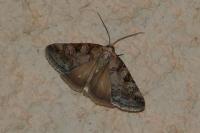 Stilbia philopalis