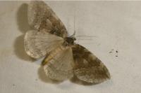 Epirrita