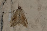 Evergestis forficalis