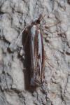 Catoptria staudingeri