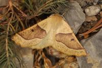 Crocallis elinguaria