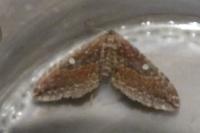 Nycterosea obstipata