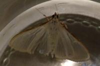 Palpita vitrealis