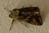 Autographa gamma