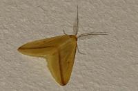 Rhodometra sacraria