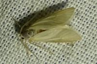 Acentria ephemerella