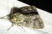 Acronicta rumicis