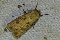 Agrotis clavis clavis