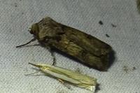 Agrotis
