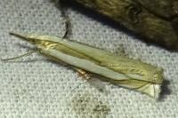 Crambus pascuella