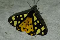 Arctia villica