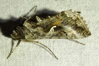 Autographa gamma