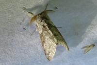 Calliteara pudibunda