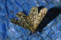 Chiasmia clathrata