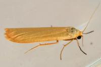 Indalia pygmaeola pallifrons