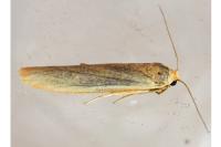 Indalia pygmaeola pallifrons