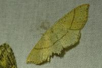 Cyclophora punctaria