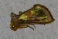 Diachrysia chrysitis