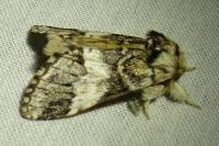 Drymonia dodonaea